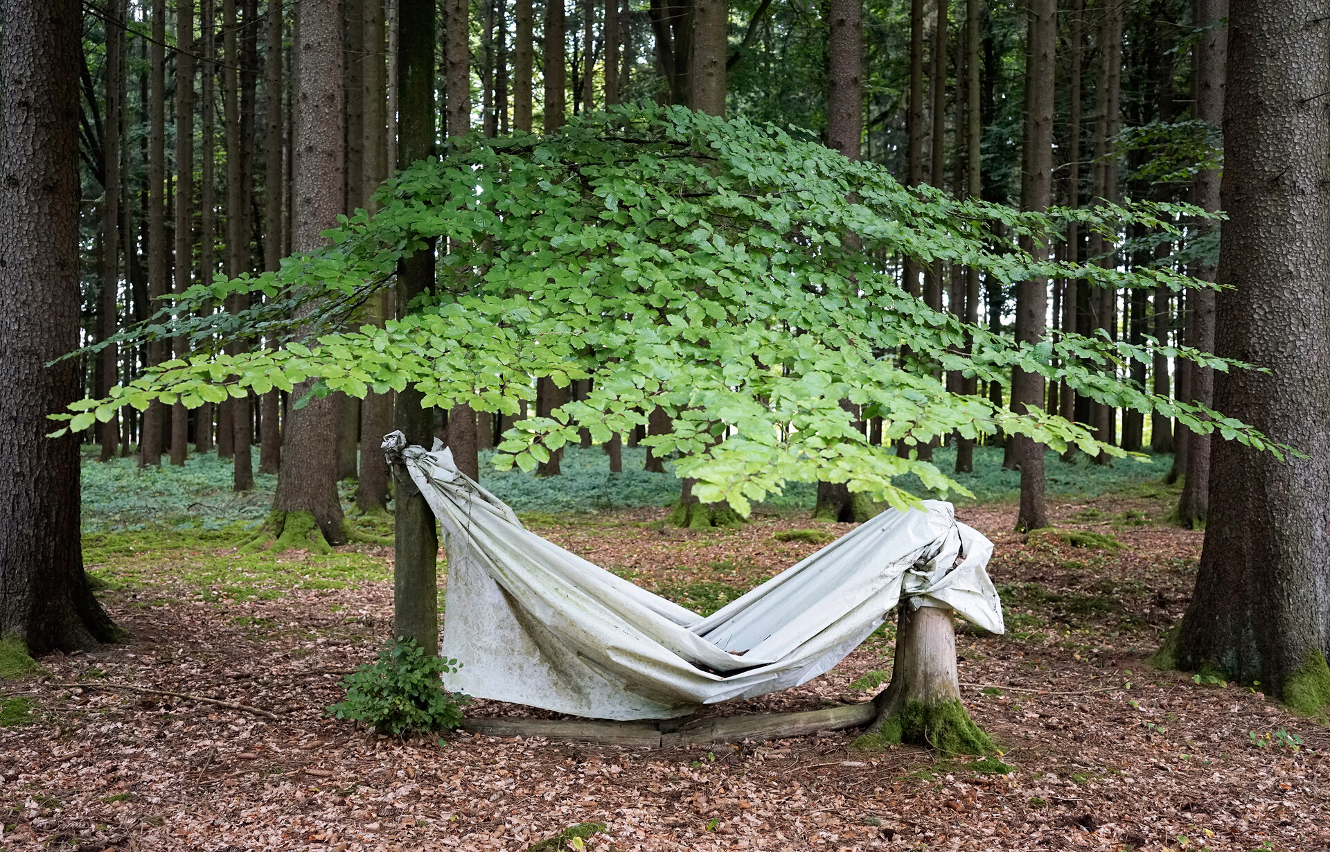 Ulrike Bernhardt - In the Woods