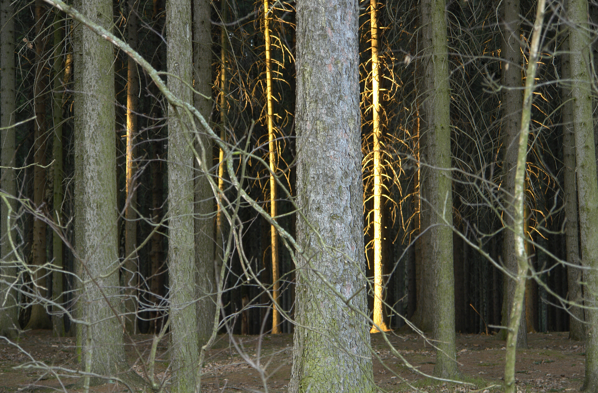 Ulrike Bernhardt - 2Baum
