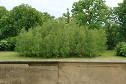 Ulrike Bernhardt - Birkenwald